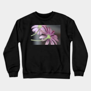 Beautiful Pink and Purple Daisies - Daisy Flower Stripes Crewneck Sweatshirt